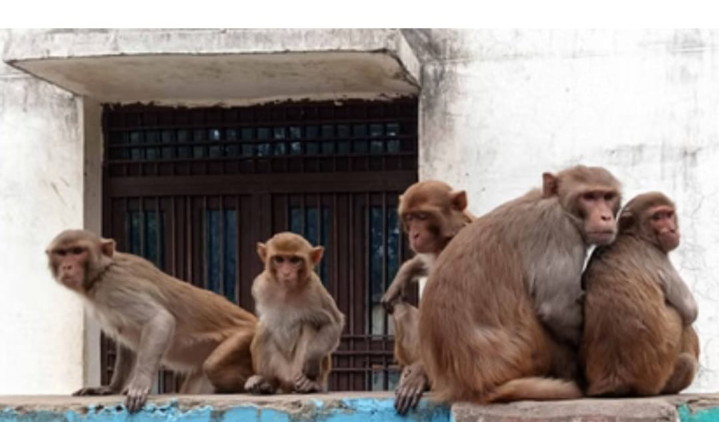 बंदरों का आतंक,बाजार से सब्जी या राशन लेकर लौट रहे राहगीरों के हाथ से छीन लेते हैं झोले और बैग